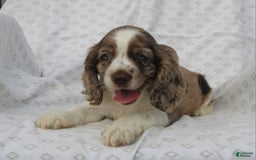 Cocker Spaniel dogs for sale: Captain - Image 2