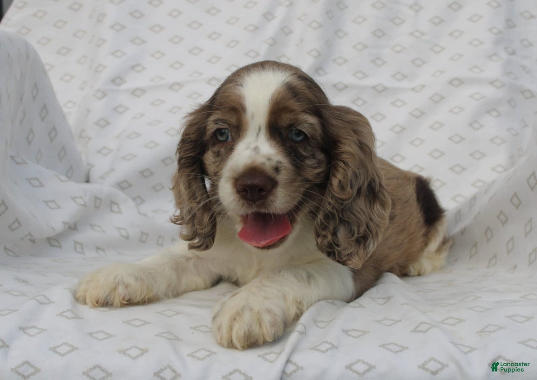 Cocker Spaniel dogs for sale: Captain - Image 2