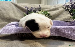 Old English Sheepdog dogs for sale: Violet - Image 3