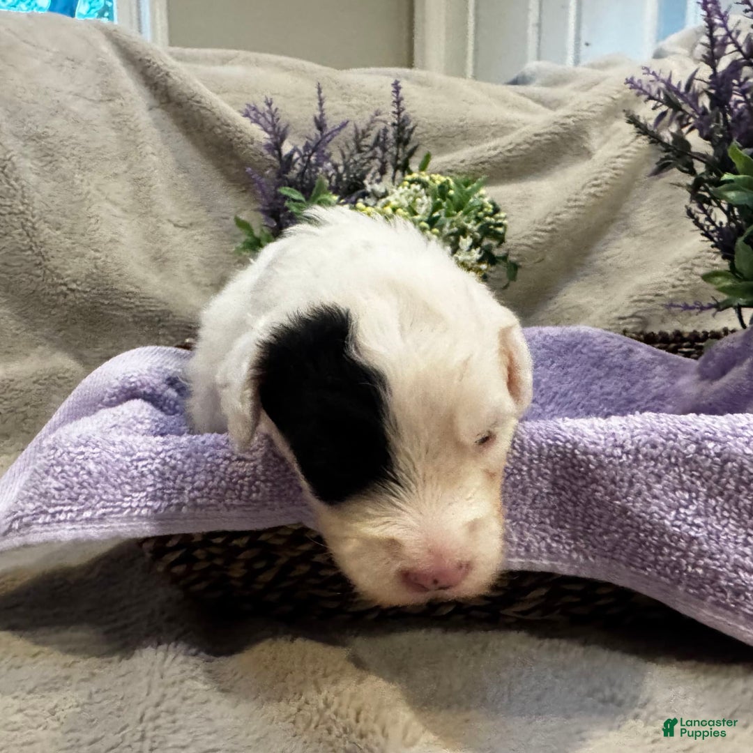 Old English Sheepdog dogs for sale: Violet - Image 3