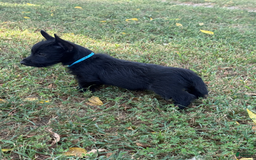 Scottish Terrier dogs for sale: Remi - Image 2