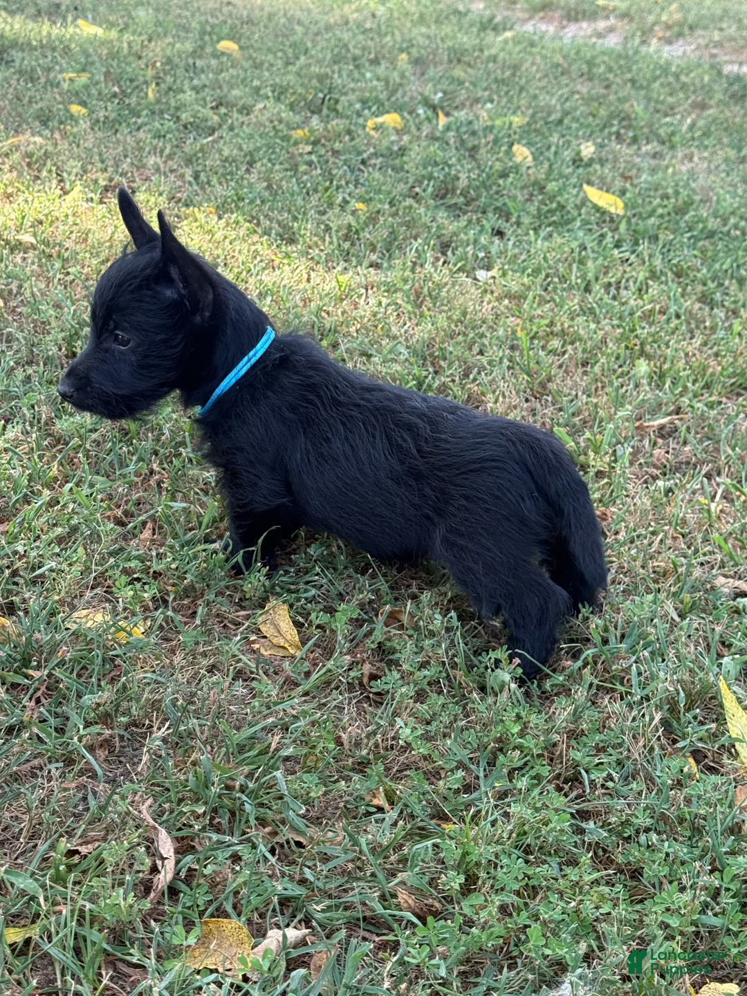 Scottish Terrier dogs for sale: Remi - Image 2