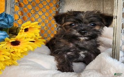 Morkie dogs for sale: Bandit - Image 8
