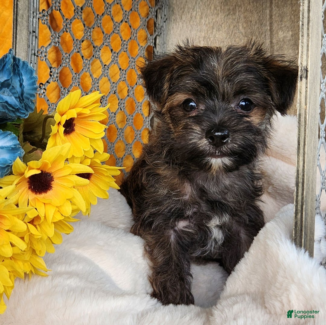 Morkie dogs for sale: Bandit - Image 8