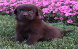 Labrador Retriever dogs for sale: Poppy - Image 1