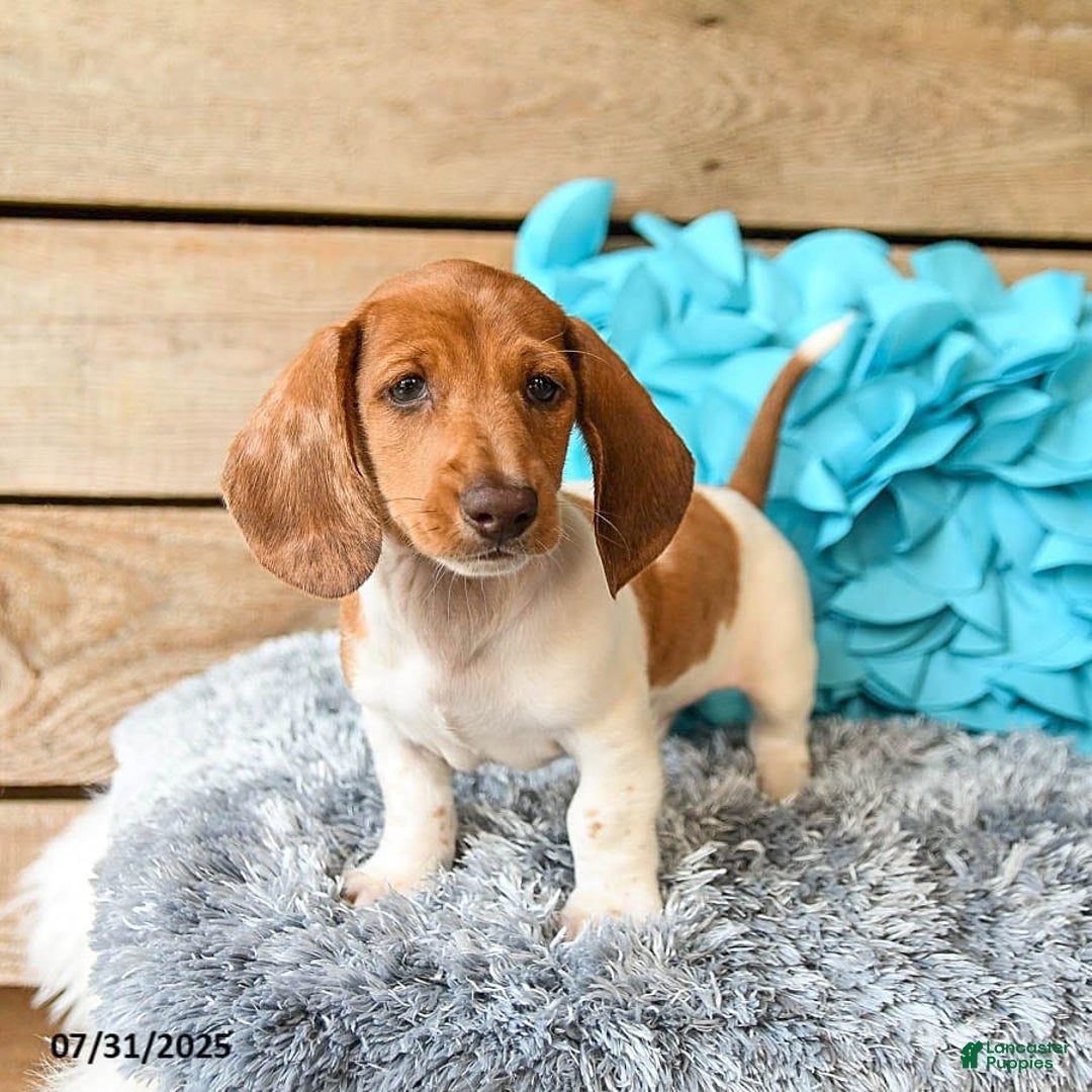 Dachshund dogs for sale: Pumpkin - Image 5