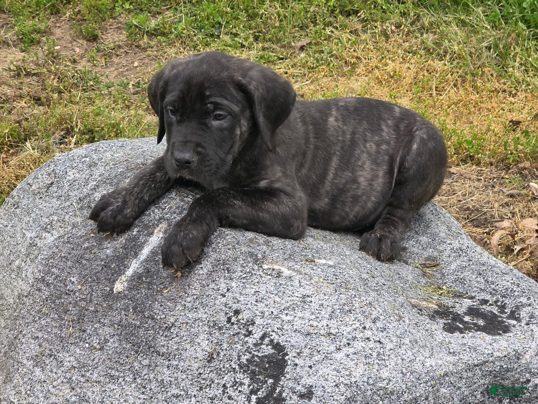 English Mastiff dogs for sale: Jax - Image 2