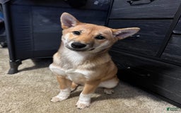 Shiba Inu dogs for sale: Sera - Image 1