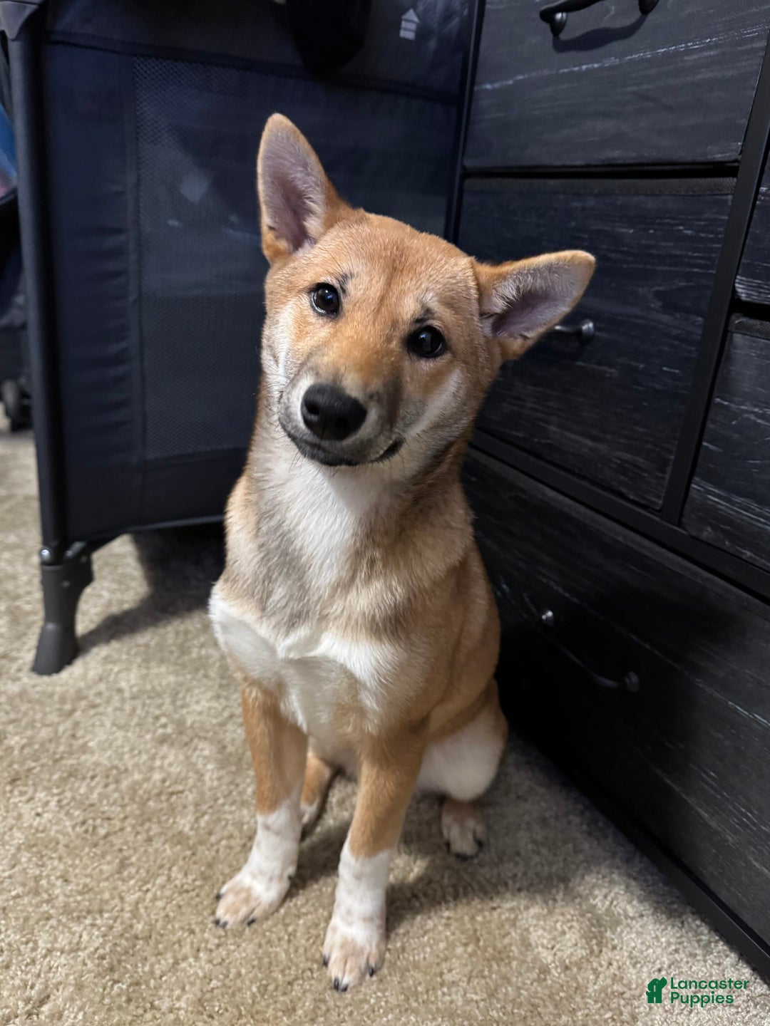 Shiba Inu dogs for sale: Sera - Image 1