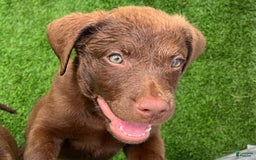 Chesapeake Bay Retriever dogs for sale: Female Purple Collar - Image 8