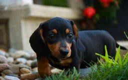 Miniature Dachshund dogs for sale: Heidi - Image 4