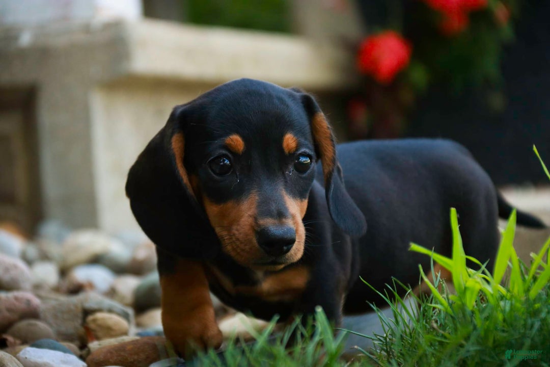 Miniature Dachshund dogs for sale: Heidi - Image 4