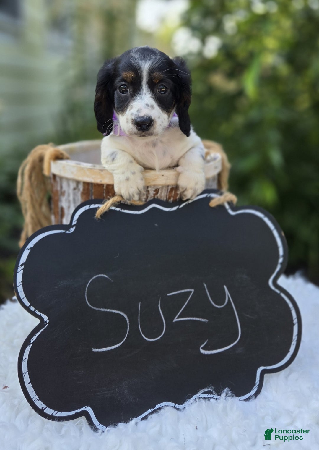 Miniature Dachshund dogs for sale: Suzy - Image 6