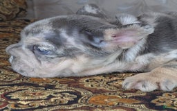 French Bulldog dogs for sale: Tae - Image 10