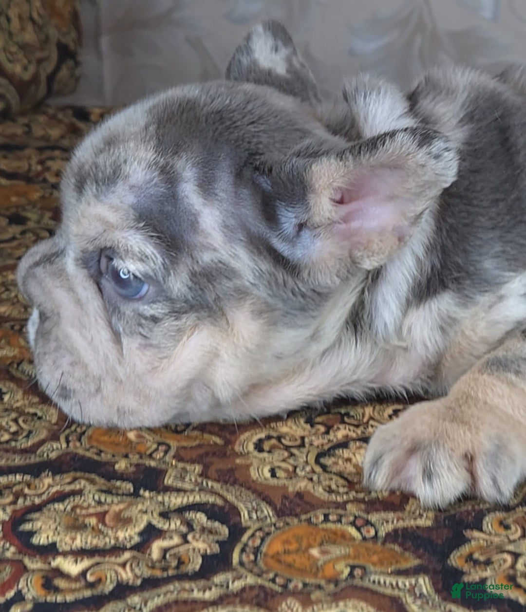 French Bulldog dogs for sale: Tae - Image 10