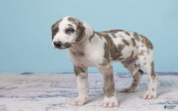 Great Dane dogs for sale: Jewel - Image 1