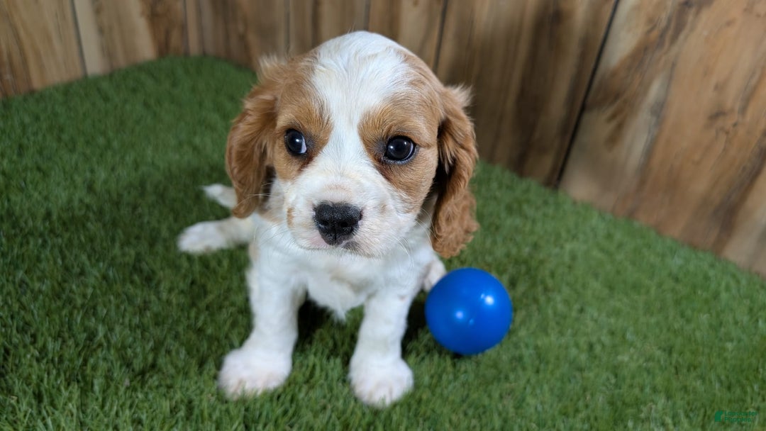 Cavalier King Charles Spaniel dogs for sale: Lucy Boy 1 - Image 11