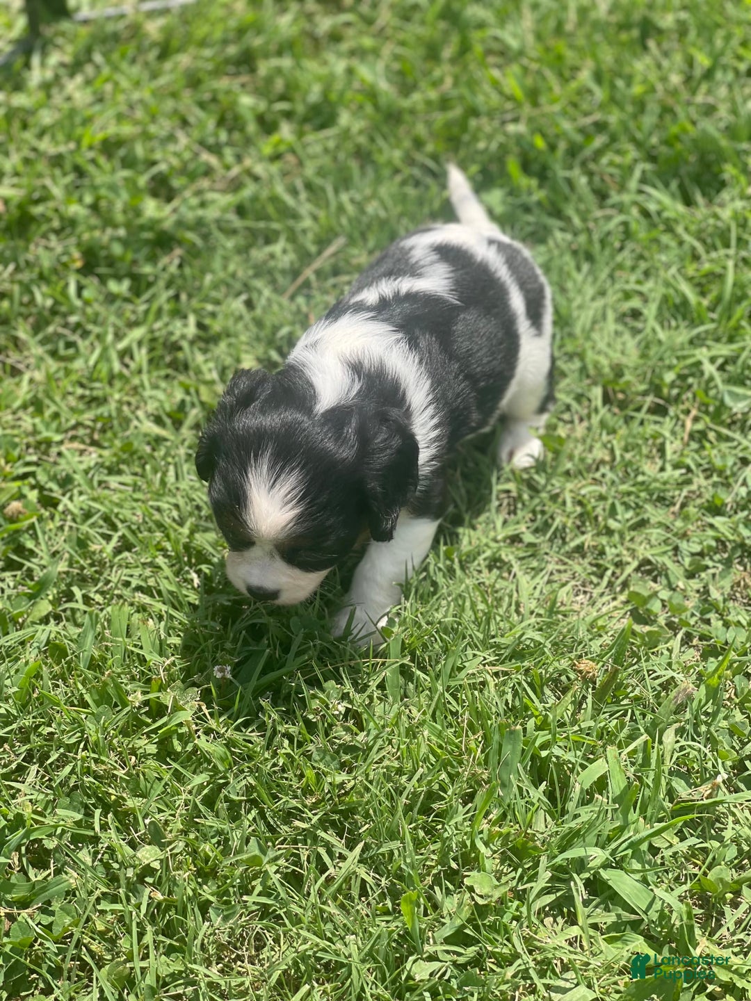 Cavalier King Charles Spaniel dogs for sale: Puppy28 - Image 2