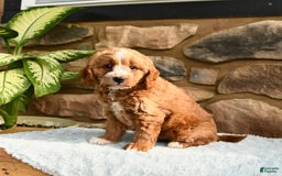 Labradoodle dogs for sale: Lucky - Image 5