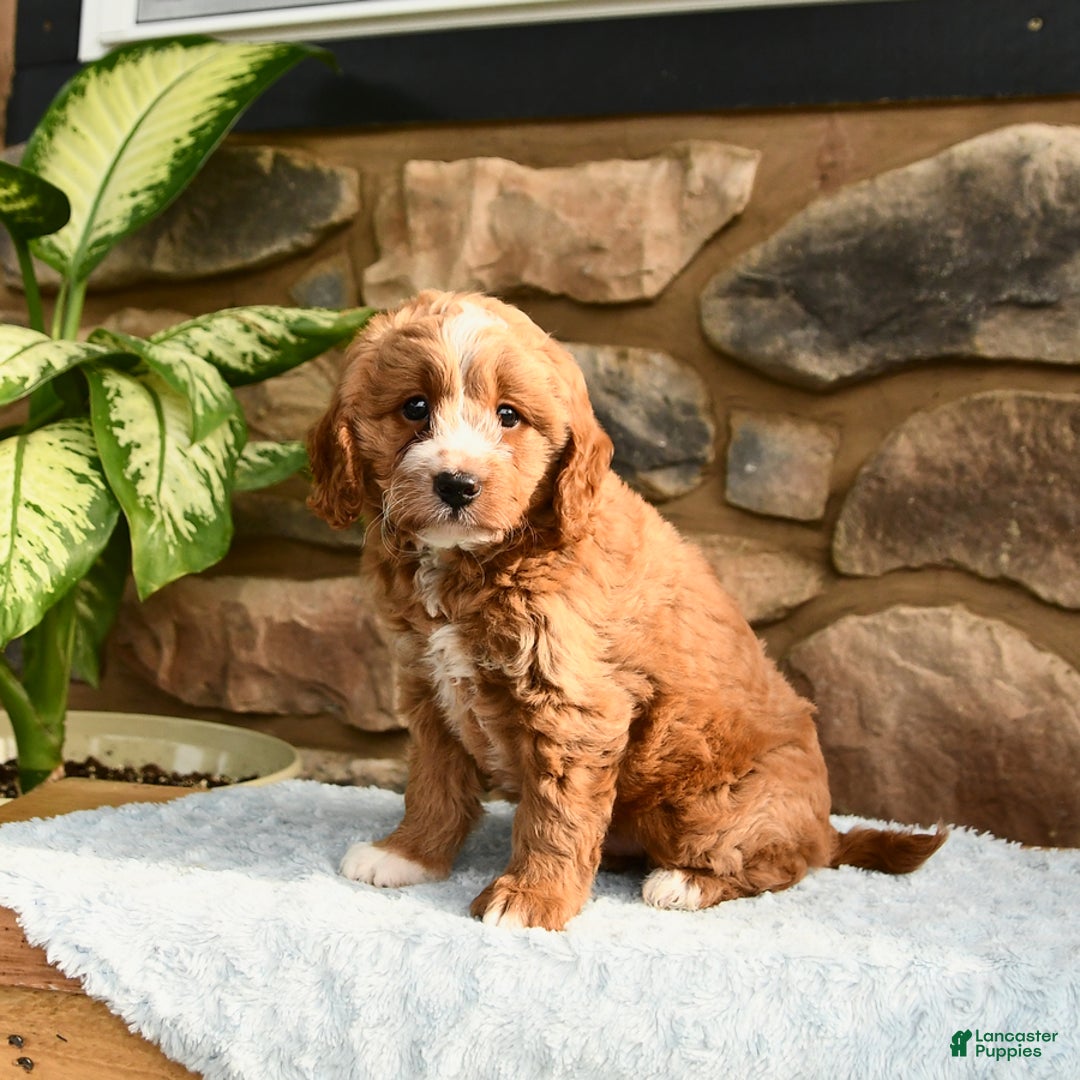 Labradoodle dogs for sale: Lucky - Image 5