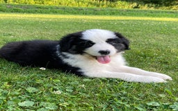 Australian Shepherd dogs for sale: Zena H3 - Image 2