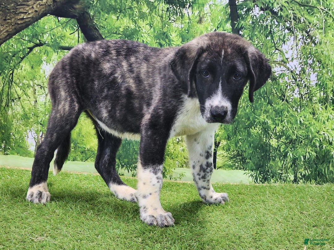 Anatolian Shepherd dogs for sale: AKC Dusty 2025 Male 4 - Image 8