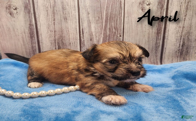 Chinese Crested dogs for sale - Ad 4
