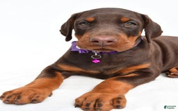 Doberman Pinscher dogs for sale: Marsha - Image 5