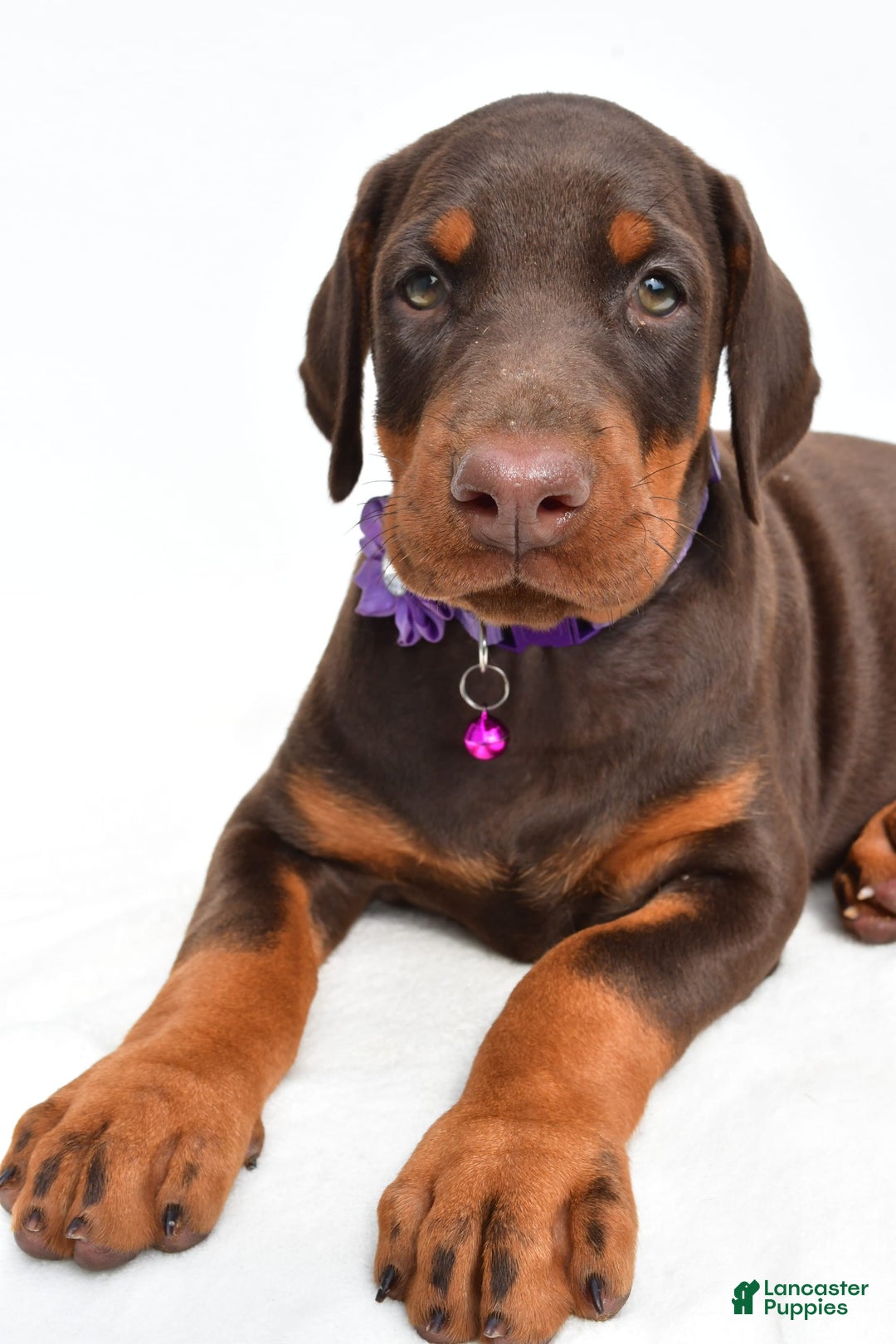 Doberman Pinscher dogs for sale: Marsha - Image 5