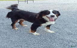 Mini Bernedoodle dogs for sale: Mia - Image 27