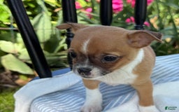 Chihuahua dogs for sale: Harvey - Image 2