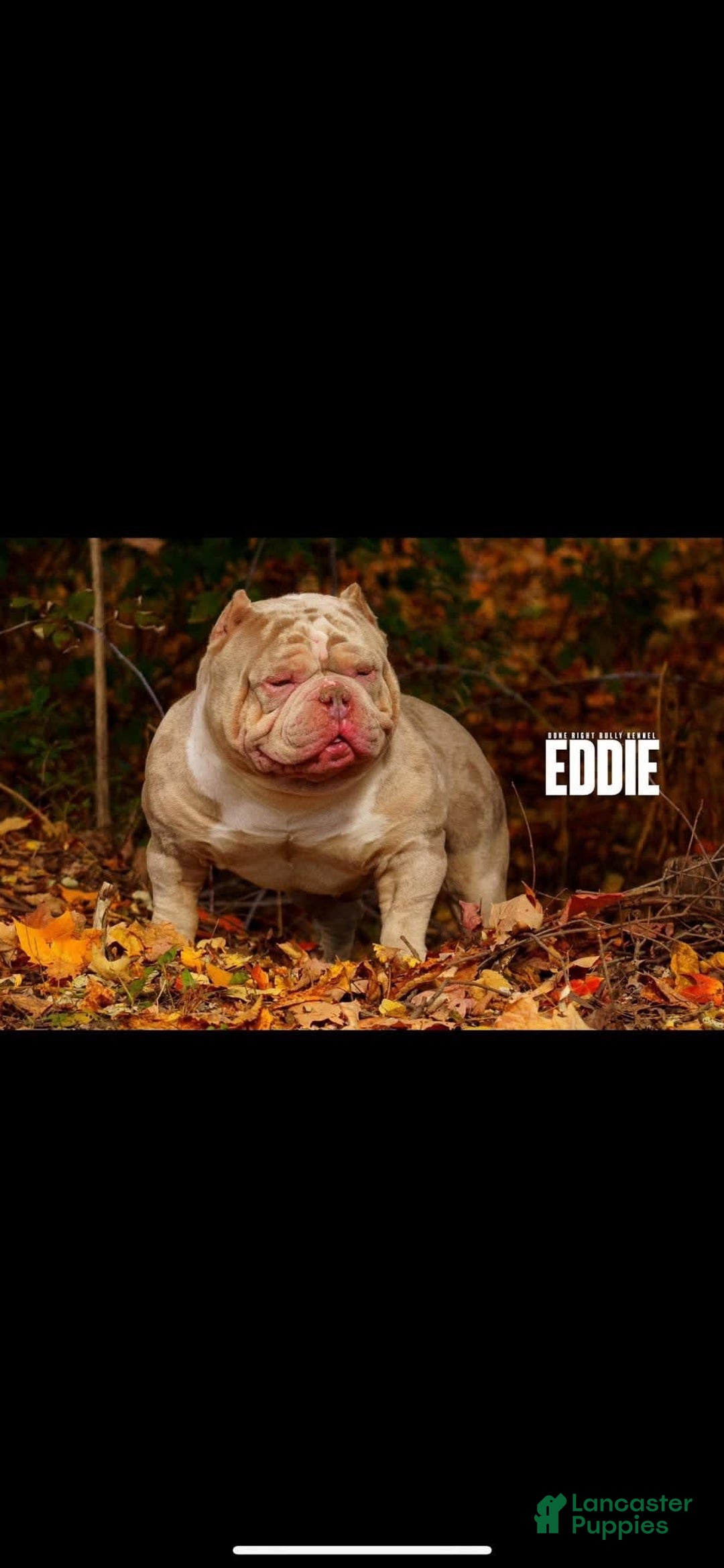 American Bully dogs for sale: Little Mama - Image 3