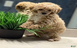 Toy Poodle dogs for sale: Jasper - Image 1