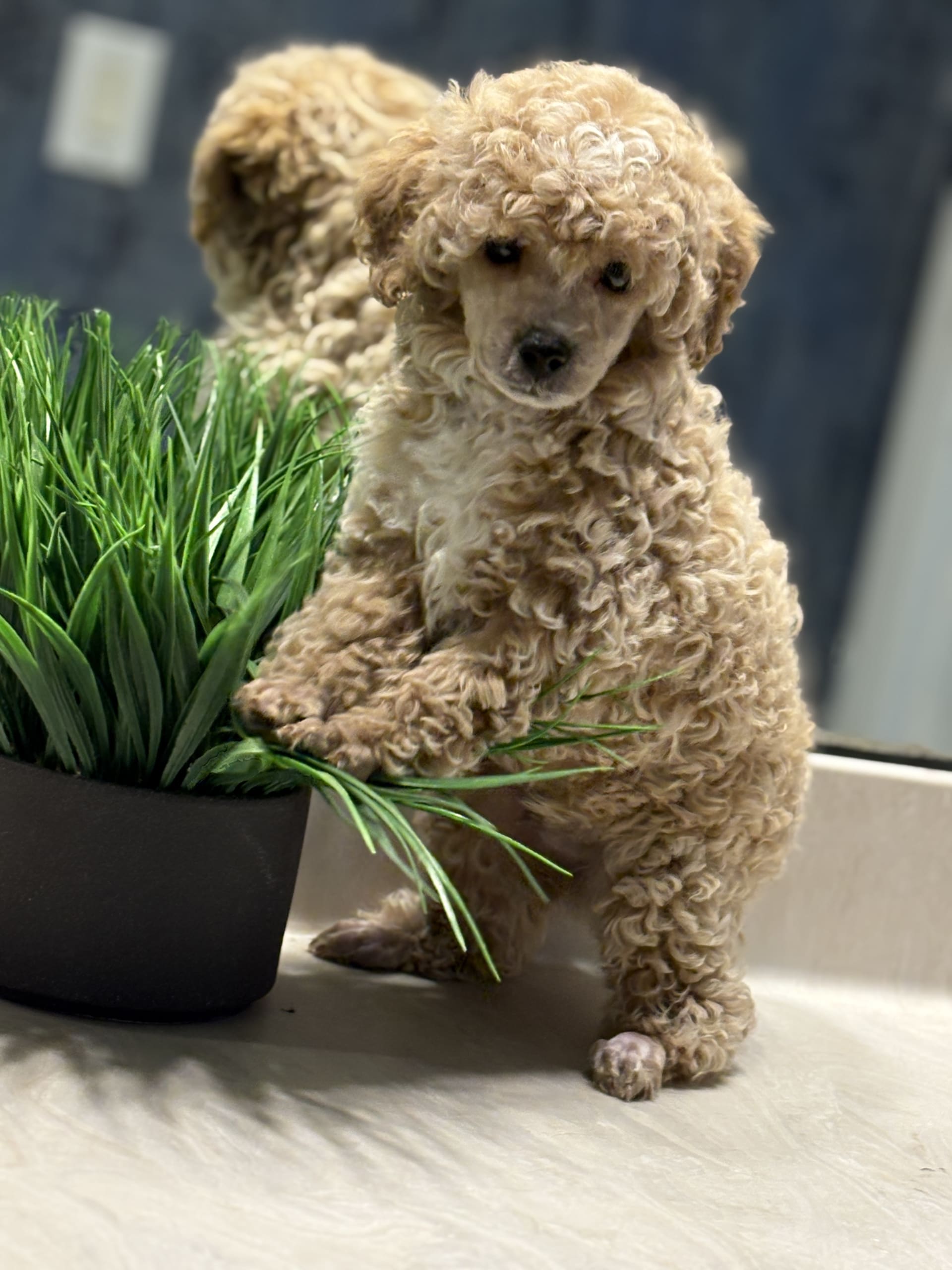Toy Poodle dogs for sale - Ad 1