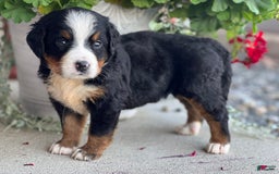 Bernese Mountain Dog dogs for sale: Dream - Image 2