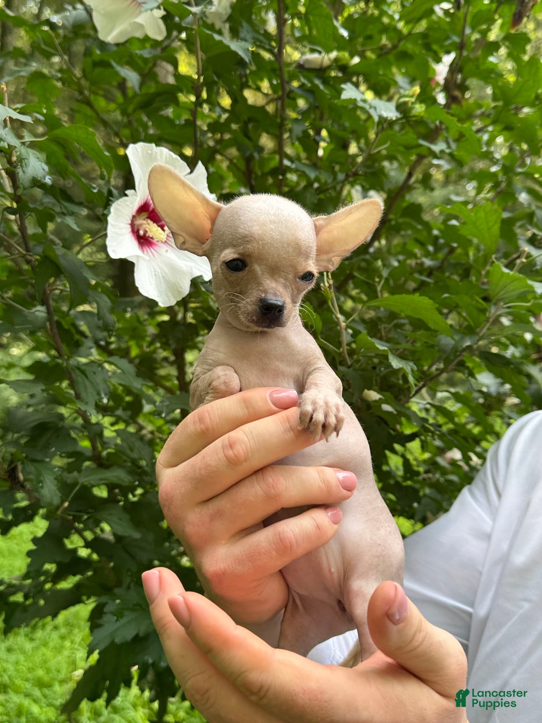 Chihuahua dogs for sale: Carinia - Image 1