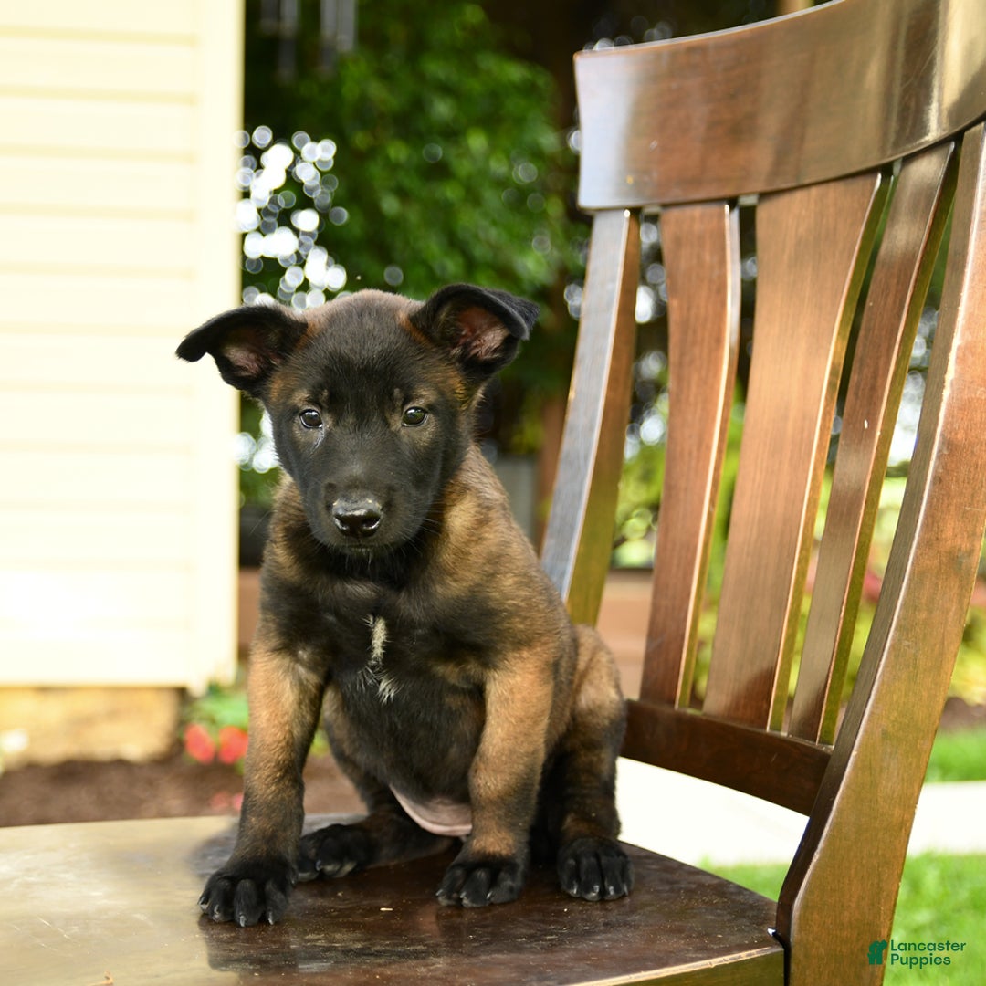 Belgian Malinois dogs for sale: Ada - Image 1