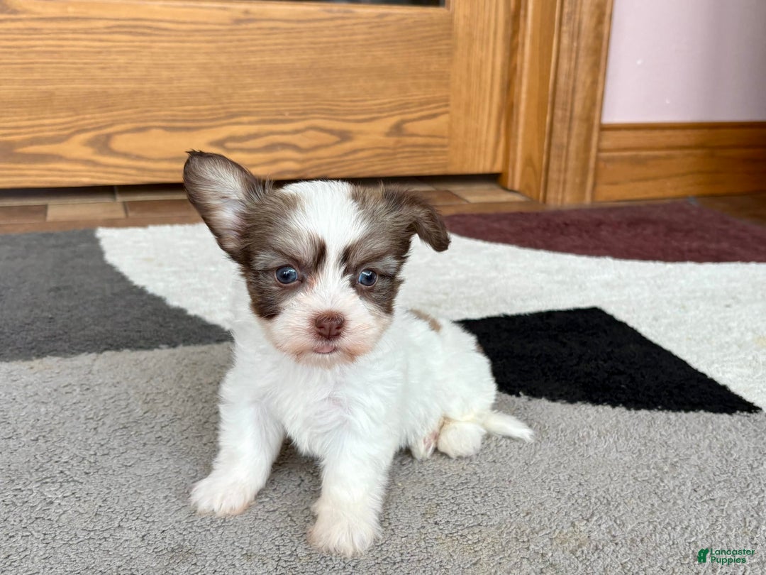 Coton De Tulear dogs for sale: Rita - Image 11