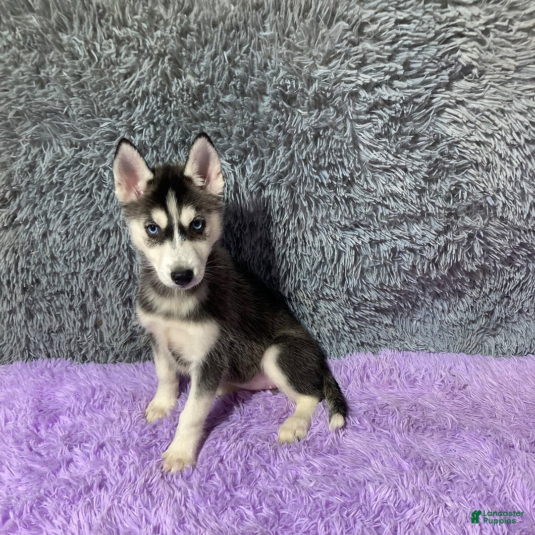 Siberian Husky dogs for sale: Laurie - Image 4