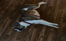 Olde English Bulldogge dogs for sale: Otto - Image 5