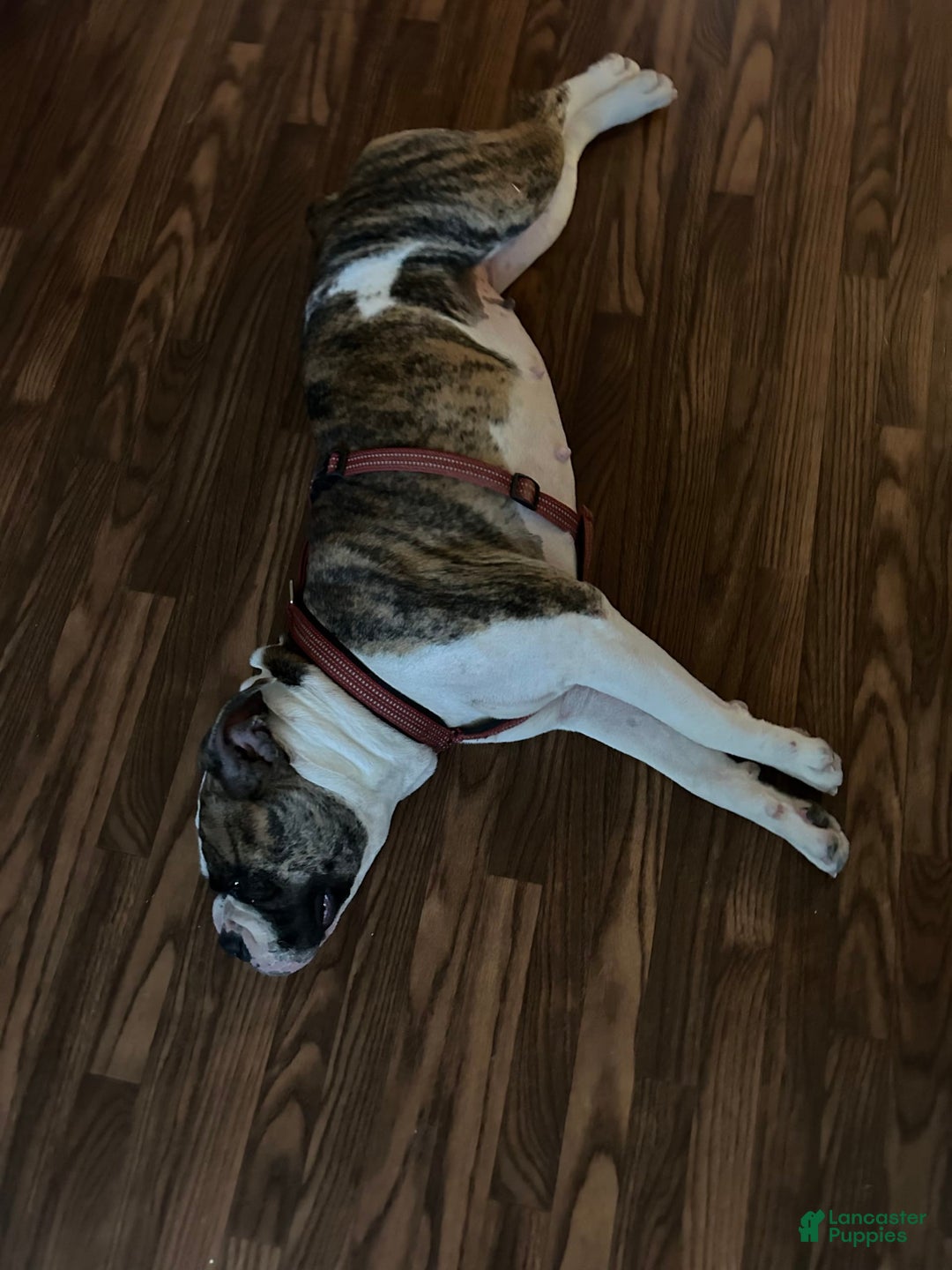 Olde English Bulldogge dogs for sale: Otto - Image 5
