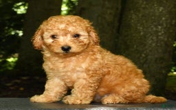 Mini Goldendoodle dogs for sale: Lexie - Image 1