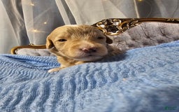 Mini Goldendoodle dogs for sale: Austin - Image 1