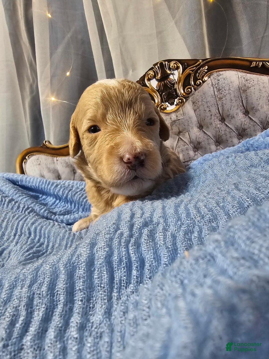 Mini Goldendoodle dogs for sale: Austin - Image 1
