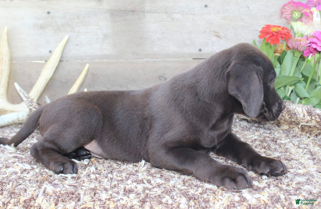 Labrador Retriever dogs for sale: Whinchester - Image 5