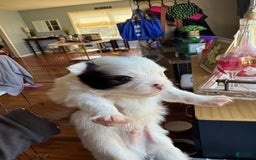 Pomeranian dogs for sale: Moo - Image 8