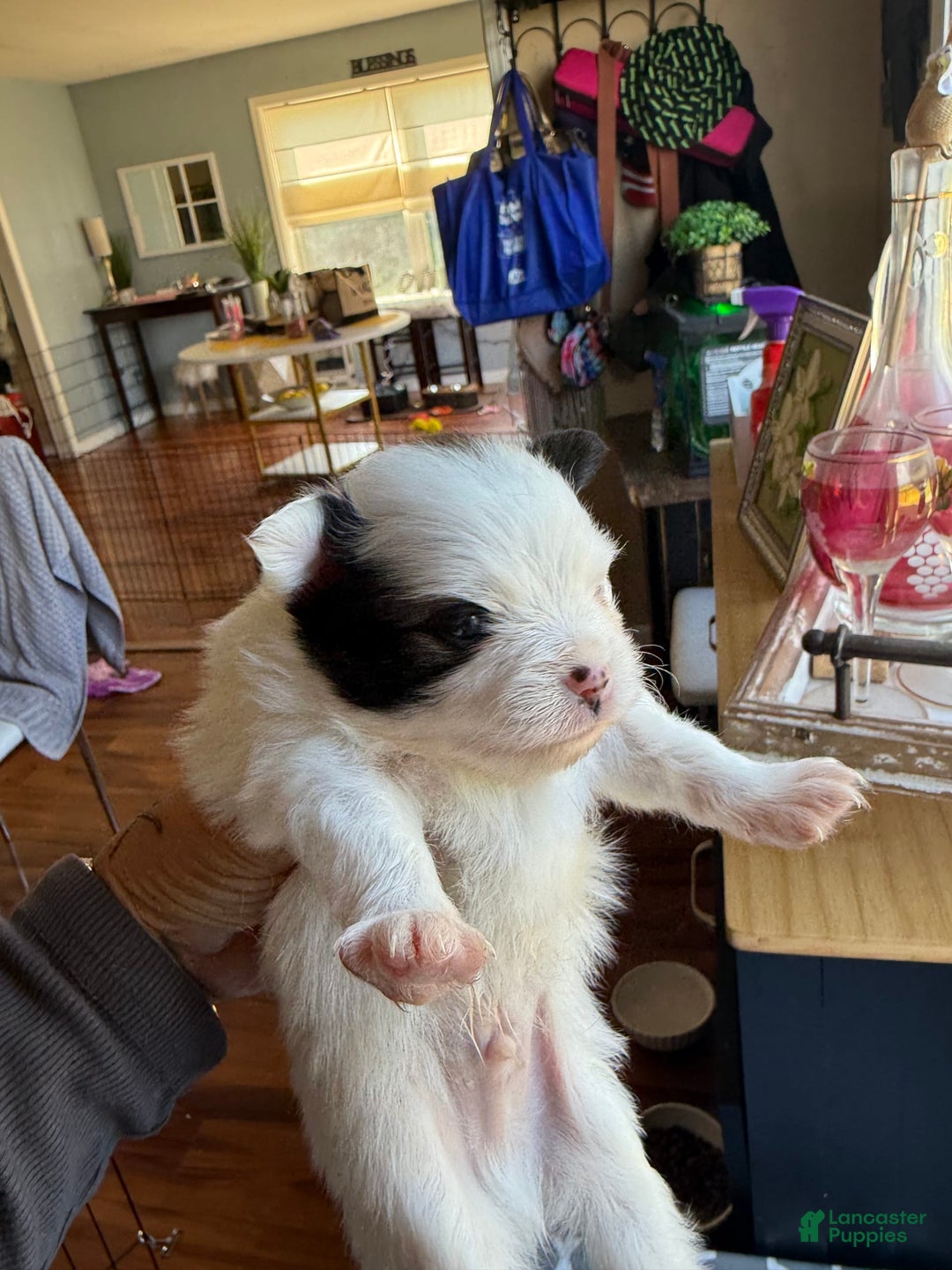 Pomeranian dogs for sale: Moo - Image 8