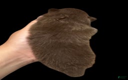Pomeranian dogs for sale: Twix - Image 12