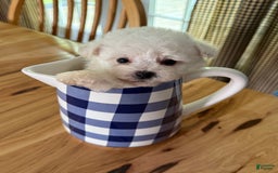 Bichon Frise dogs for sale: Prince - Image 9