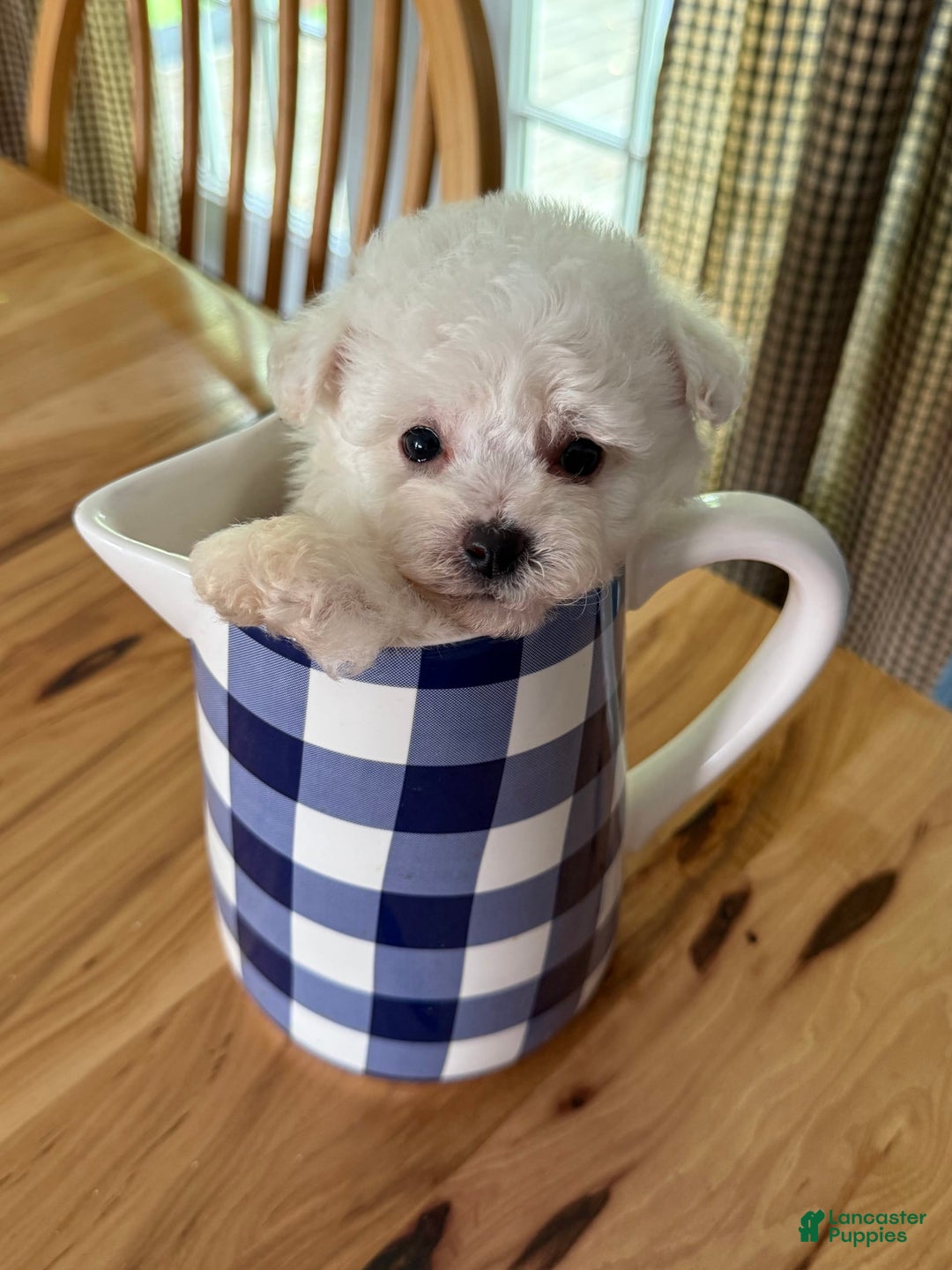 Bichon Frise dogs for sale: Prince - Image 9
